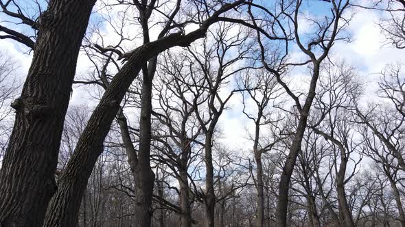 Forest with Trees Without Leaves During the Day