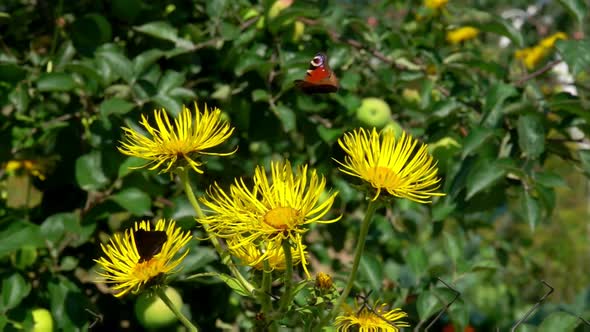 Butterfly Sit on the Yellow Flowers of Elecampane