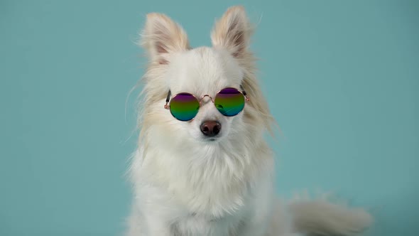 The Stylish Chihuahua Sits in Round Sunglasses Then Gets Up and Walks Away