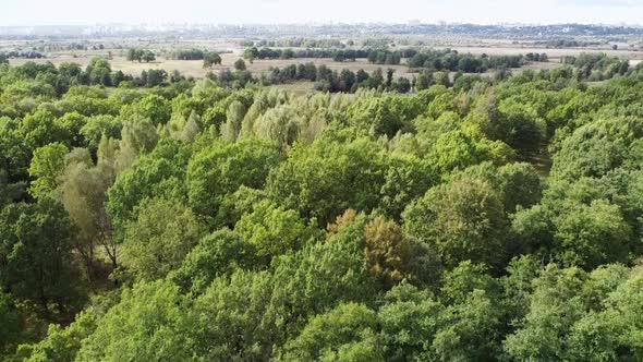 Rise Above the Forest  Aerial View of the Trees a Flight on a Quadcopter