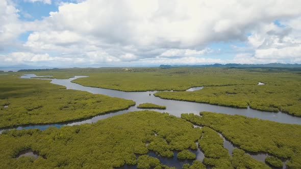 Mangrove Forest in Asia