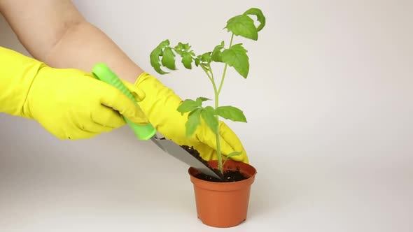 A woman in yellow gardening gloves plants seedlings of a tomato plant in a pot, fill the ground with