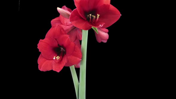 Growing, opening and rotating Royal Red amaryllis flower