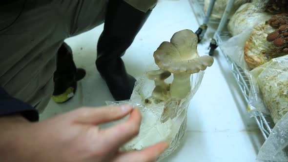 Oyster Mushrooms in Small Scale Mushroom Farm