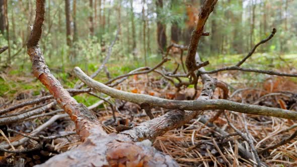 Large Old Pine Tree Branch and Sticks on Dry Needles