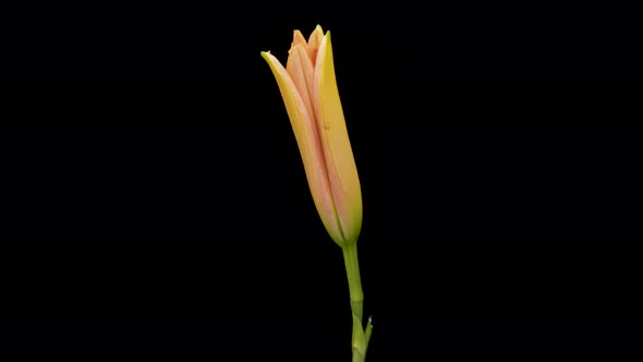 Beautiful Flowers Day Lily Opening