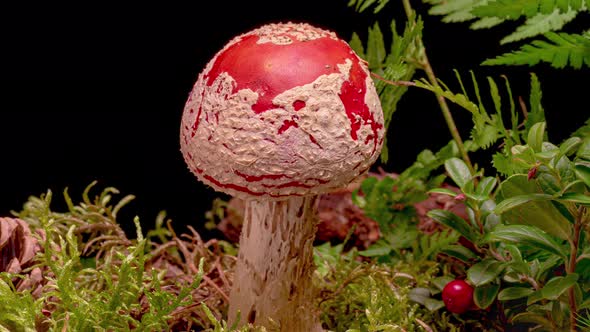 Time Lapse of Fly Agaric Mushroom