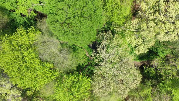 An aerial view over the tops of green trees. It is a bright & sunny day. The camera booms straight u