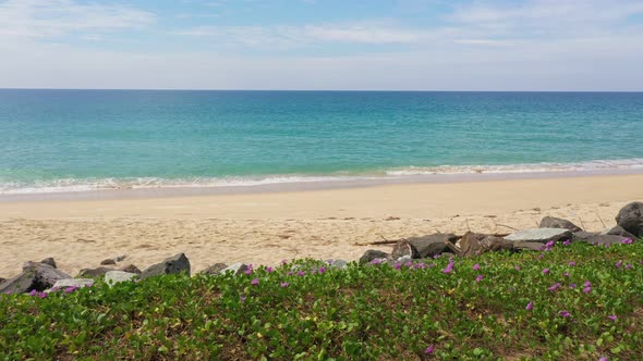 Aerial View Purple Morning Glory Flowers On The White Sand Beach.