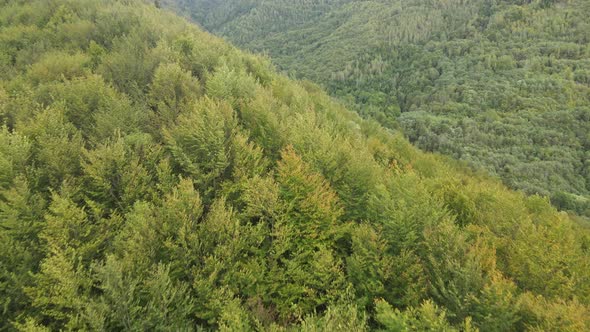 Forest in the Mountains. Aerial View of the Carpathian Mountains in Autumn. Ukraine