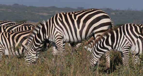 Grant's Zebra, equus burchelli boehmi, Herd eating grass at Nairobi Park in Kenya, Real Time 4K