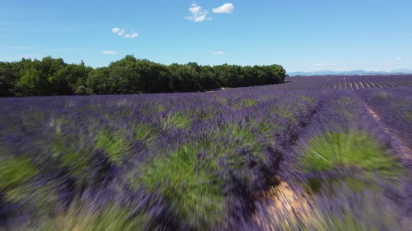 Agriculture Cultivation Field of Lavender