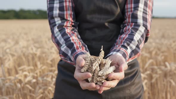 Farmer Holds Wheat Spikelets in his Hands