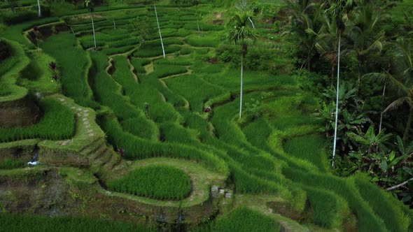 Farmer Collects Rice on Beautiful Rice Terrace