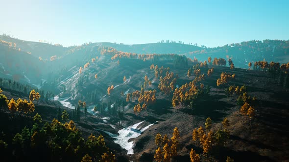 Majestic Trees with Sunny Beams at Mountain Valley