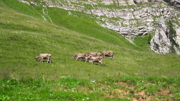 Brown Cows on the Grass in the Mountains