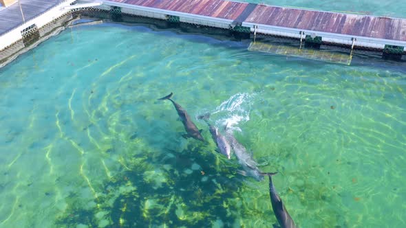 Dolphins Swimming At Dolphin Island Park In Punta Cana, Dominican Republic - aerial drone shot