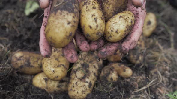 Youthful hands enter frame holding organic potatoes