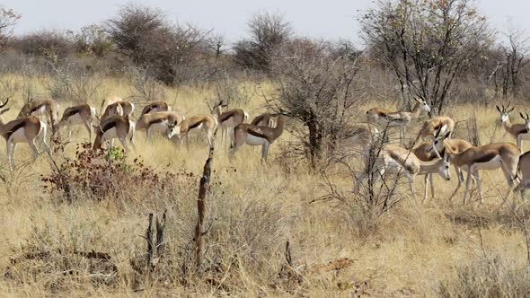 herd of springbok, Africa safari wildlife