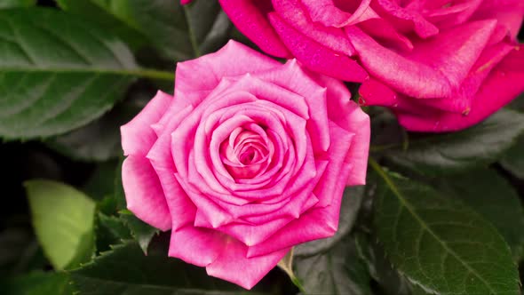 Time Lapse of Opening Pink Rose Flower