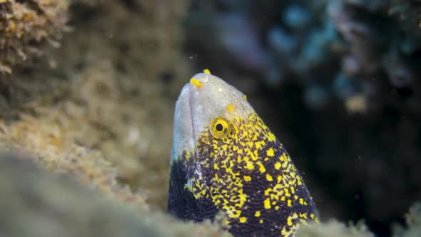 A colourfull eel filmed underwater on a tropical island