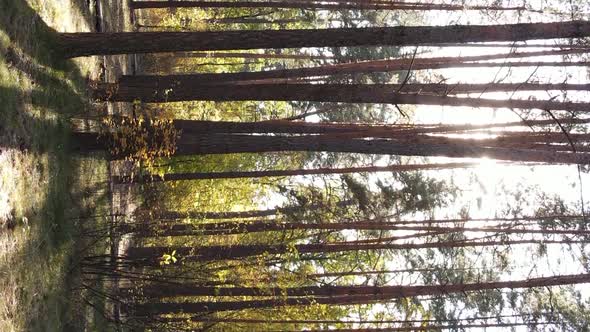 Vertical Video Autumn Forest with Trees in Ukraine Slow Motion