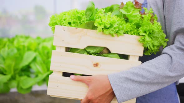 Close up shot of side view when farmer carrying box of vegetables in hydroponic greenhouse farm.