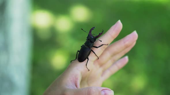 Stag Beetle in Hand