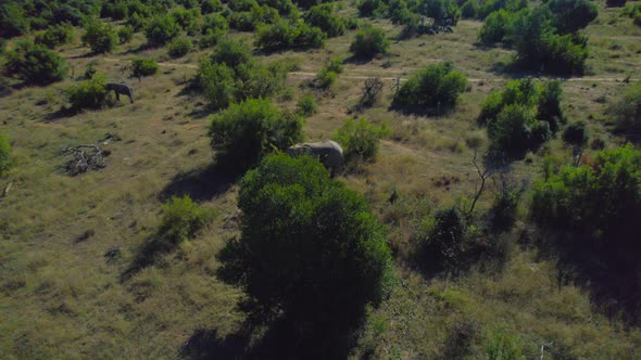 Wild African Elephants Grazing In National Conservation Park, Aerial