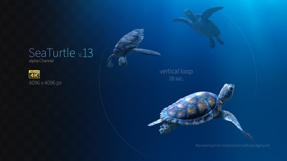 Sea Turtle 13