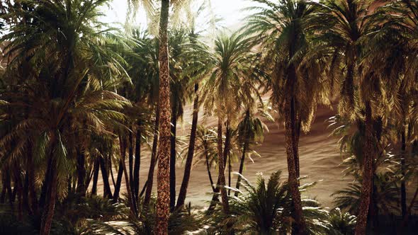 Palm Trees Inside the Dunes