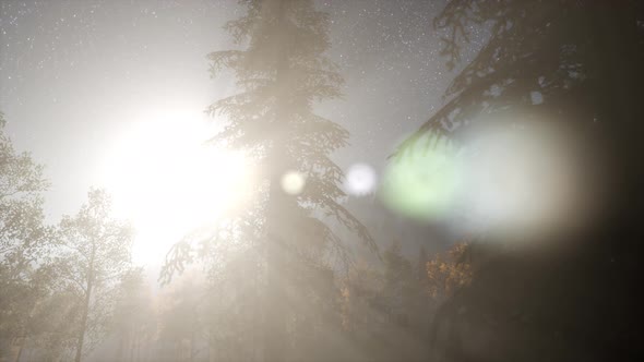 Milky Way Stars with Moonlight Above Pine Trees Forest