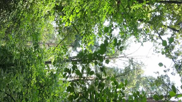 Vertical Video of Green Forest By Day