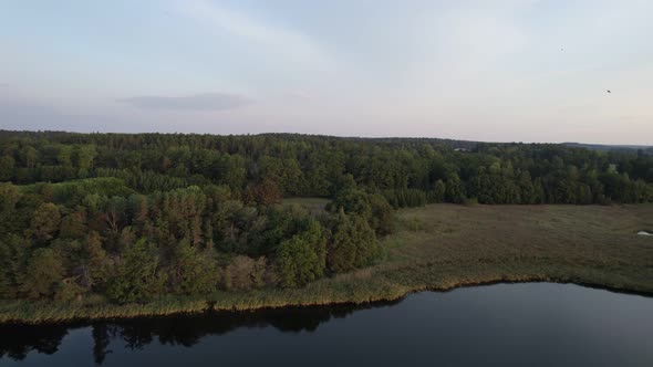 Rotating drone reveals a flock of birds flying along the forest shoreline