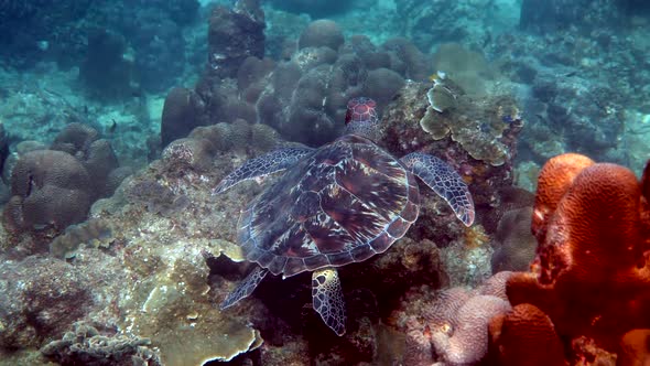 Hawksbill Sea Turtle Slowly Swimming in Blue Water Through Sunlight Try to Find Food on Coral Reef