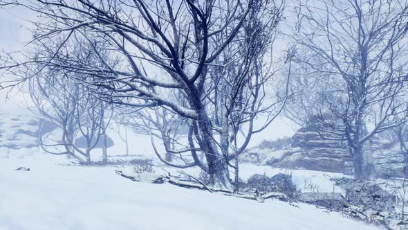 Winter Deciduous Forest on a Foggy Morning