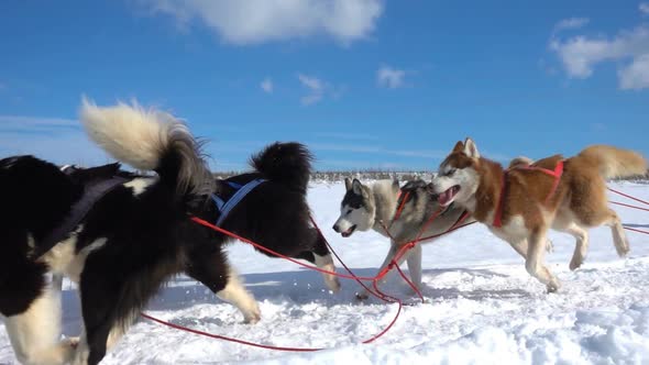 Dogs Harnessed By Dogs Breed Husky Pull Sled with People Slow Motion Video Loop