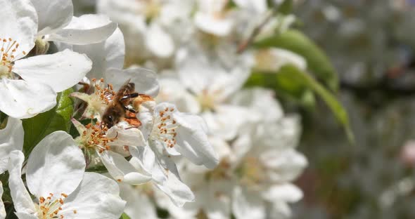 |European Honey Bee, apis mellifera, Bee foraging a Apple Tree Flower, Pollination Act, Normandy