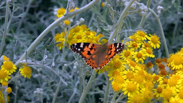 Butterfly Named Vanessa Cardui On Yellow Flowers 