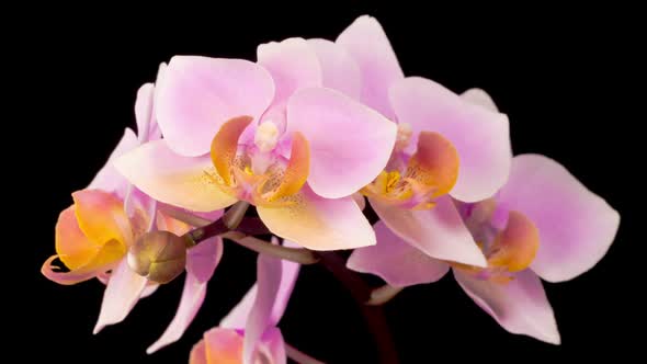 Blooming Pink Orchid Phalaenopsis Flower