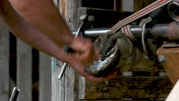 Man Cleaning Horse Foot Close Up