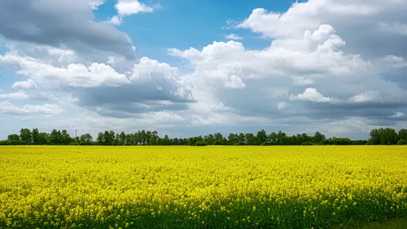 Canola Flowers. Time Lapse.