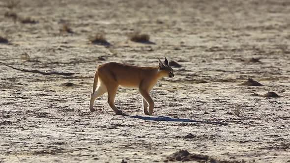 Wild caracal walking across barren land on sunny day, zoom side-on tracking pan