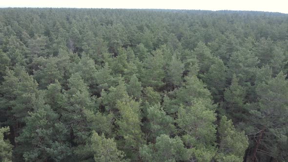 Trees in a Pine Forest During the Day Aerial View