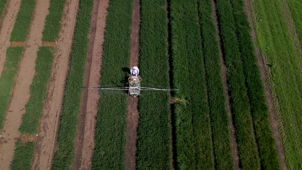 Slow Motion Aerial Shot of Unrecognizable Man in White Protective Suit Throwing Chemicals to Wheat