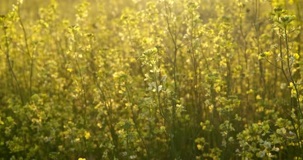 Colorful Meadow with Small Flowers