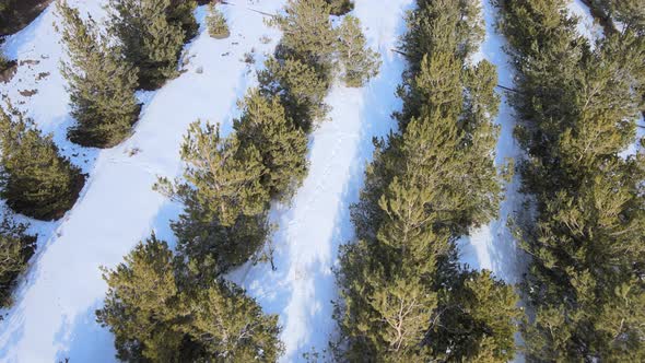 snowy trees