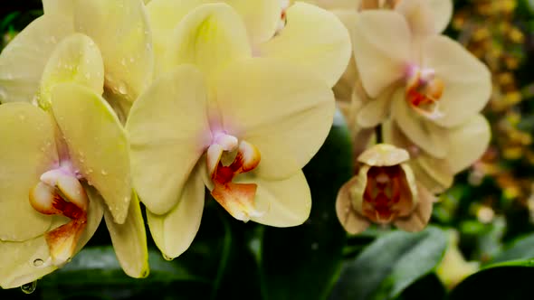 Yellow Orchids in Drops of Dew 