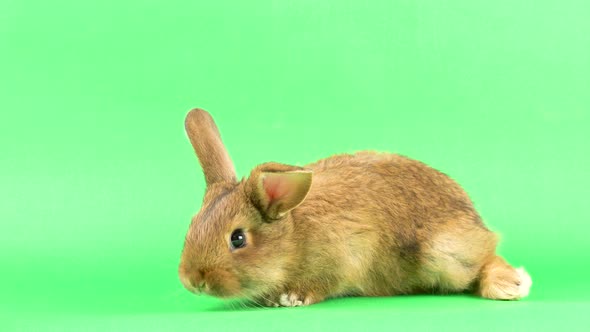 Small Fluffy Brown Domestic Rabbit on a Green Screen, Close-up. Easter Bunny on Chromakeia