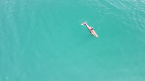 Aerial View of the Dolphins Slowly Swimming in Crystal Clear Calm Turquoise Waters